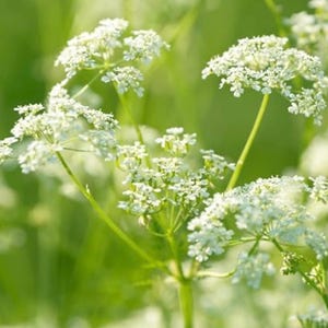 Cumin Seeds | Seeds