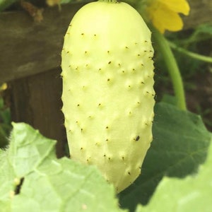 Boothby&#39;s Blonde Cucumber Seeds | Heirloom | Organic