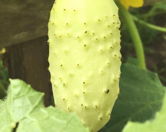 May include: A pale yellow cucumber with a bumpy, spiky texture growing on a vine.