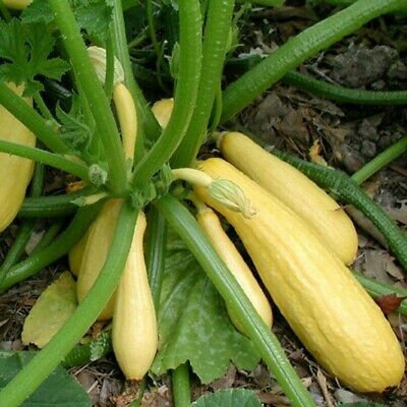 Early Prolific Straightneck Summer Squash Seeds Heirloom Etsy