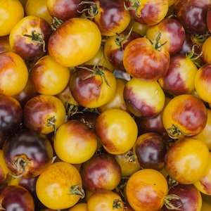 May include: A close-up shot of a pile of heirloom tomatoes. The tomatoes are a mix of yellow and deep purple, with some showing a gradient of colors. The tomatoes have green stems and are ripe and ready to eat.