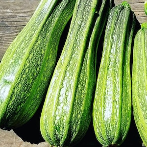 Costata Romanesco Zucchini Seeds | Heirloom | Organic | Summer Squash