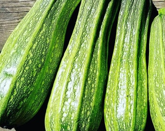 Costata Romanesco Zucchinisamen | Erbstück | Bio | Sommerkürbis