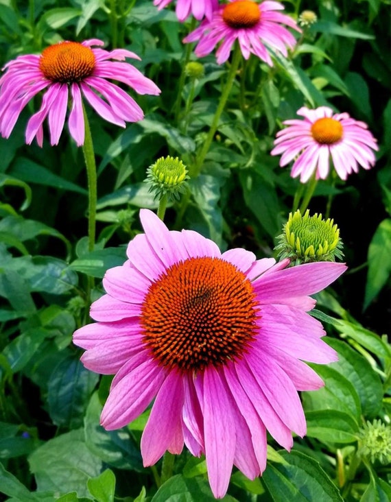 Purple Coneflower Echinacea Seeds  | Heirloom | Native