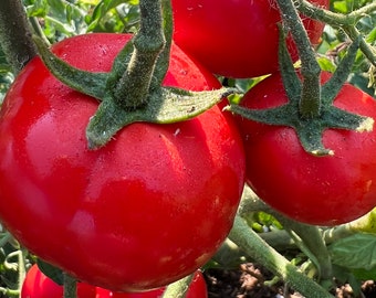 Tomate de primavera de Oregón / Orgánico