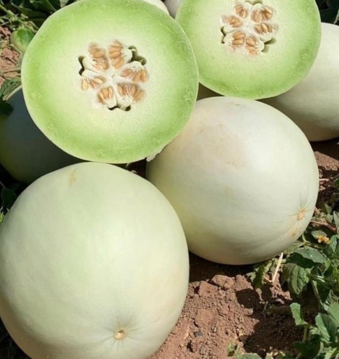 Green Flesh Honeydew Melon Heirloom Organic Etsy