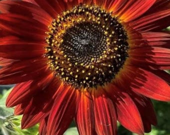 Velvet Queen zonnebloempitten