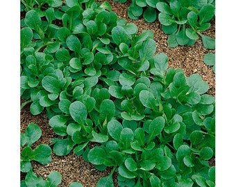 Dutch Corn Salad Seeds | aka Mache/ Lambs Lettuce | Heirloom | Organic