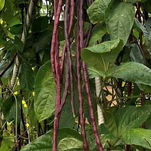 Red Podded Yard Long Bean Seeds