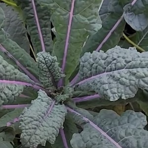 Oogverblindende blauwe boerenkoolzaden