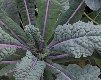 Dazzling Blue Kale Seeds