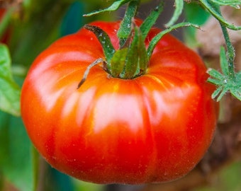 Abe Lincoln Tomato Seeds | Heirloom | Organic