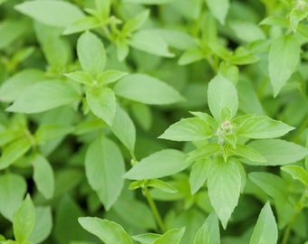 Semillas de albahaca limón / Orgánicas