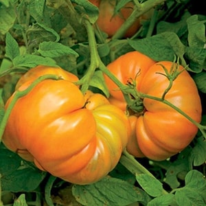 May include: Close-up of two large, orange heirloom tomatoes growing on a vine. The tomatoes have a wrinkled, bumpy texture and are ripe.