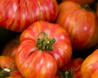 Vintage Wine Tomato Seeds | Organic | Rare Variety