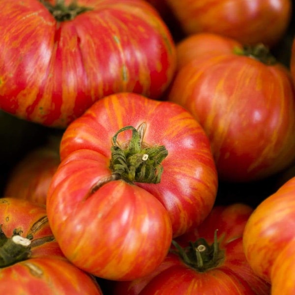 Vintage Wine Tomato Seeds | Organic | Rare Variety