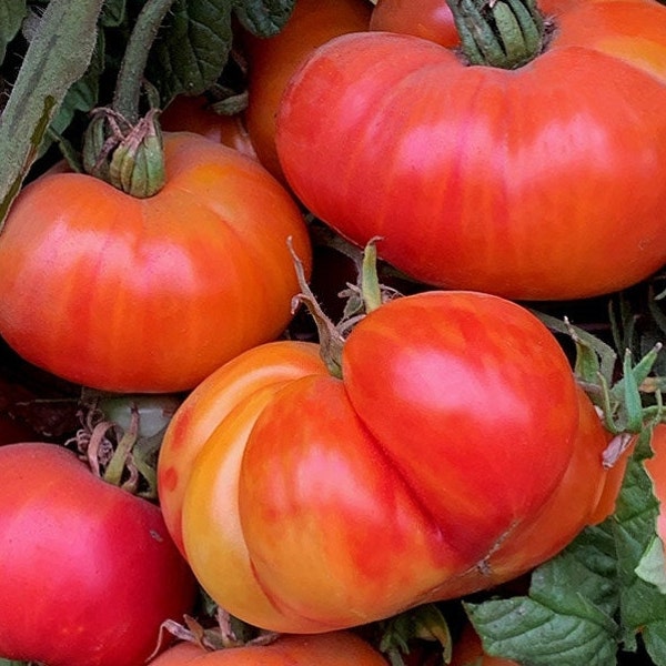 Oaxacan Jewel Tomato Seeds | Heirloom | Organic