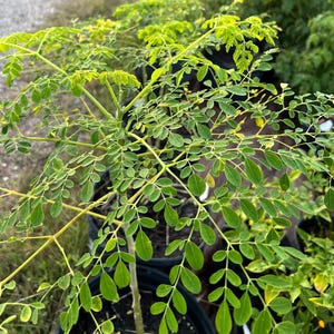 Moringa Seeds
