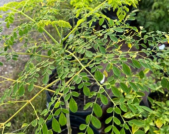 Moringa Seeds