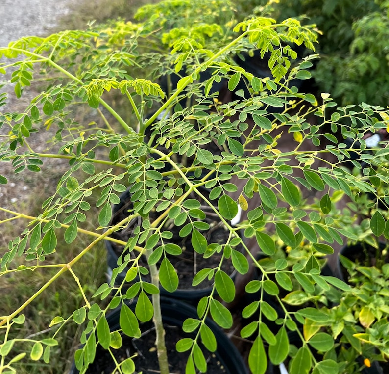 Container Moringa Tree Moringa Seeds - Etsy