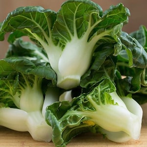 Extra Dwarf Bok Choi Seeds