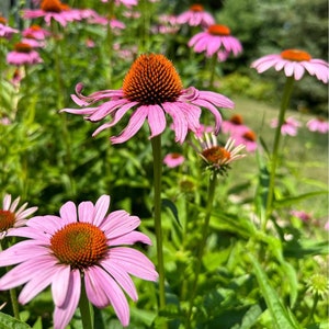 Purple Coneflower Echinacea Seeds  | Heirloom | Organic | Native