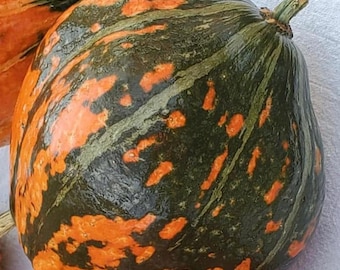 Lakota (Winter) Squash Seeds | Heirloom