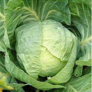 Early Round Dutch Cabbage Seeds |  Heirloom | Organic