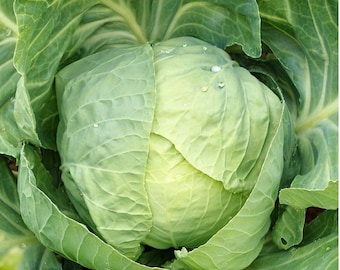 Early Round Dutch Cabbage Seeds |  Heirloom | Organic
