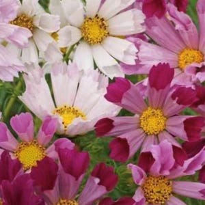 Sea Shells Cosmos Seeds