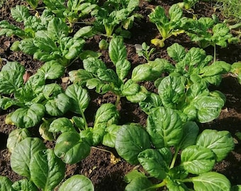Semillas de Tatsoi / Variedad tradicional / Orgánica