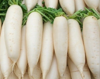 Daikon Radish Seeds | Organic