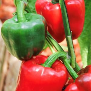 Yolo Wonder Pepper | Sweet | Organic