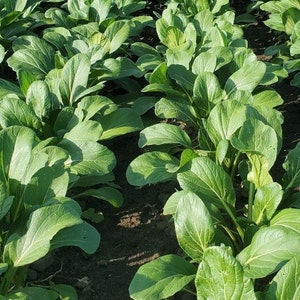 Yu Choy Sum (Jung Green) Seeds