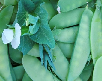 Groszek cukrowy Mammoth Melting Sugar Snow Pea | Heirloom | Organiczny