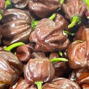 Chocolate Habanero Pepper Seeds | Hot | Organic