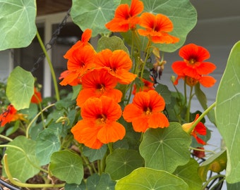 Empress of India Nasturtium Seeds | Organic