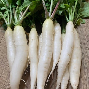 White Icicle Radish | Heirloom | Organic