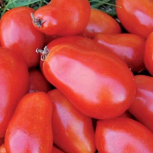 Martino's Roma Tomato Seeds | Heirloom | Organic