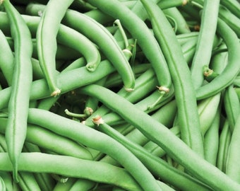 Tendergreen Improved Green Bush Bean Seeds | Heirloom | Organic