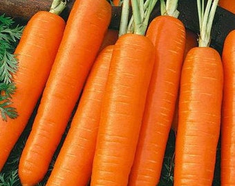 Semi di carota scarlatta Nantes / Cimelio / Biologico