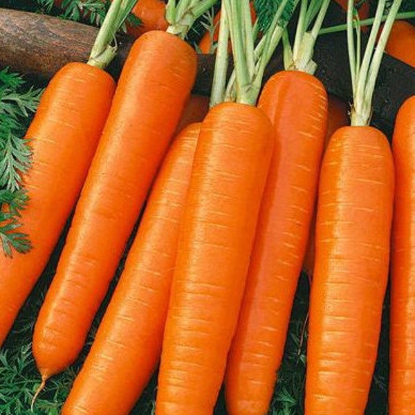 Scarlet Nantes Carrot Seeds | Heirloom | Organic