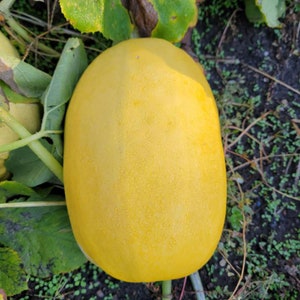 Spaghetti Squash Seeds | Heirloom  | Organic