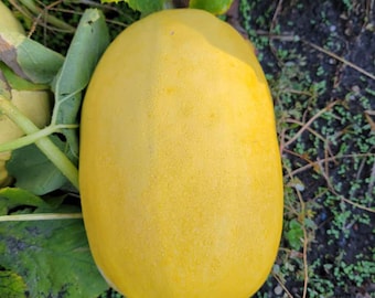 Spaghetti Squash Seeds | Heirloom  | Organic