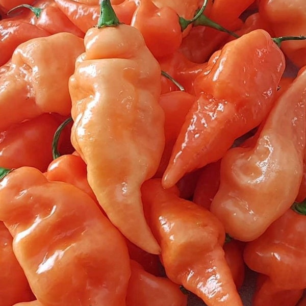 Rare Pepper Seeds Etsy