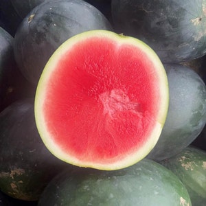 Black Diamond Watermelon Seeds | Heirloom | Organic