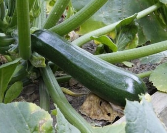 Black Beauty Zucchini-Samen | Erbstück | Bio