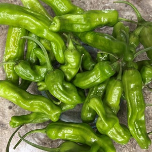 Shishito Pepper Seeds | Heirloom | Organic