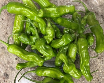 Shishito Pepper Seeds | Heirloom | Organic