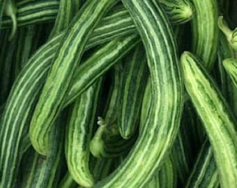 Armenian Striped Cucumber Seeds | Heirloom | Organic